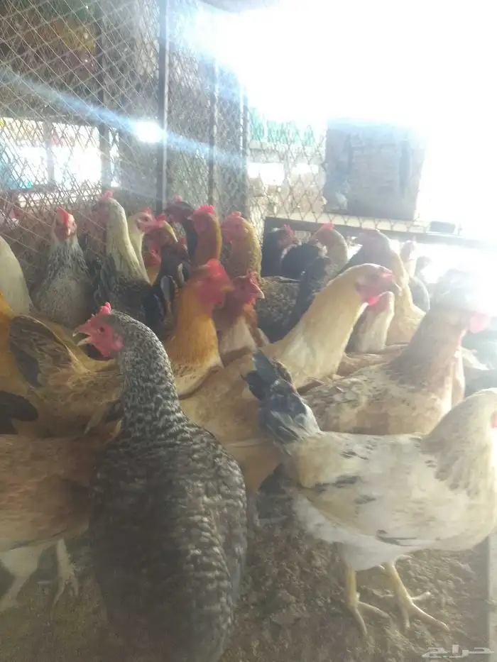 دجاج بلدي بياض 3