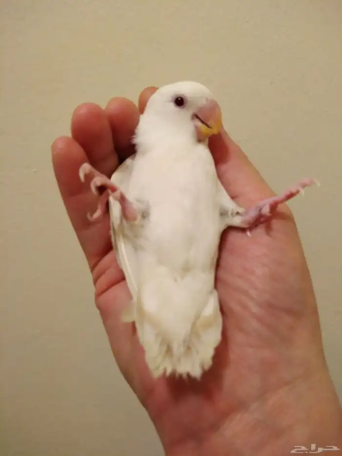 روز أليف جدا مع الأطفال والكبار بداية فطام وهدد 250 ريال 2