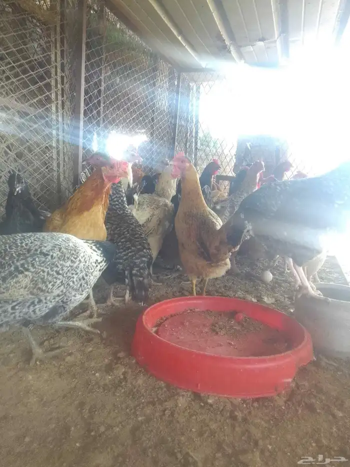 دجاج بلدي بياض 1