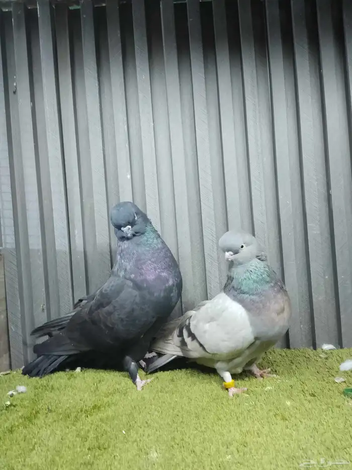 جوز لونق فيس 2