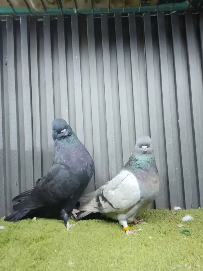 جوز لونق فيس 1