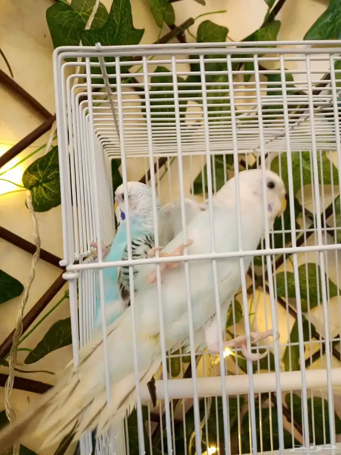 طيور الحب (بادجي) 2