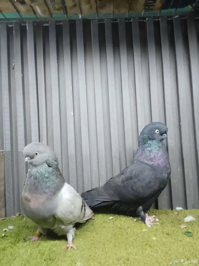 جوز لونق فيس 4