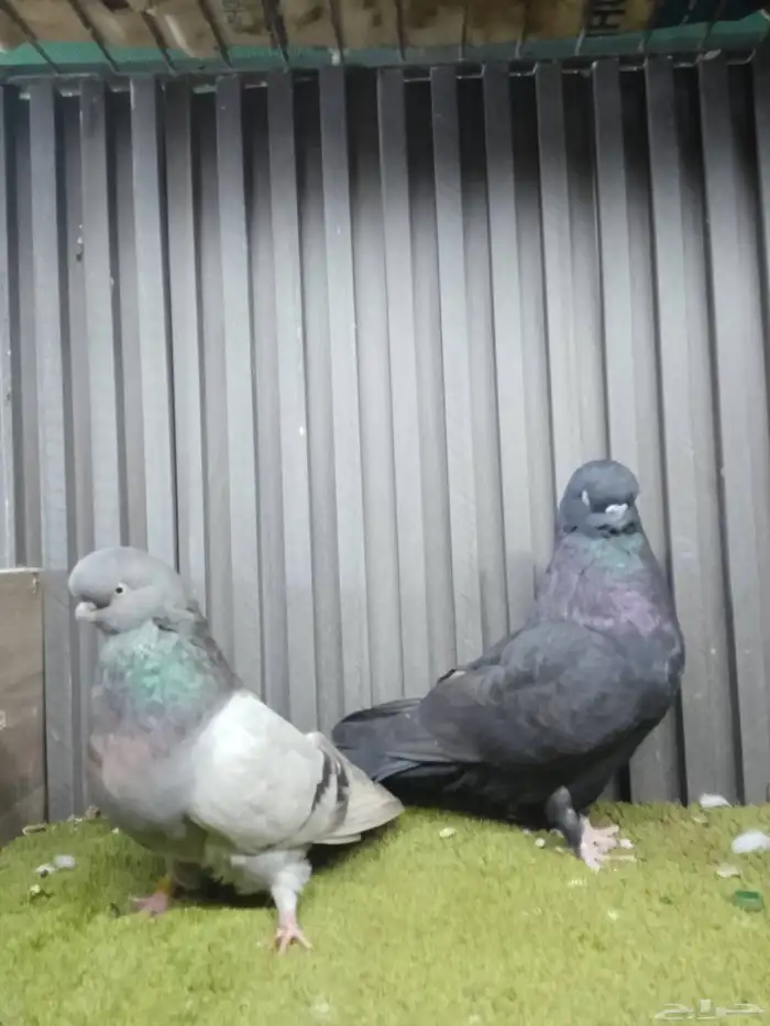 جوز لونق فيس 3