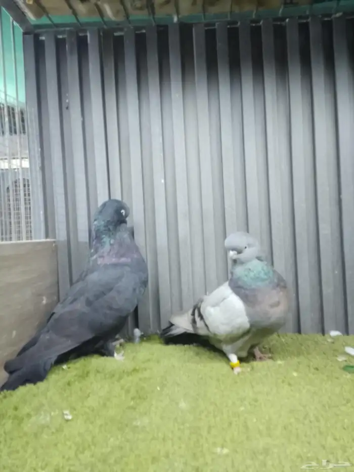 جوز لونق فيس 0