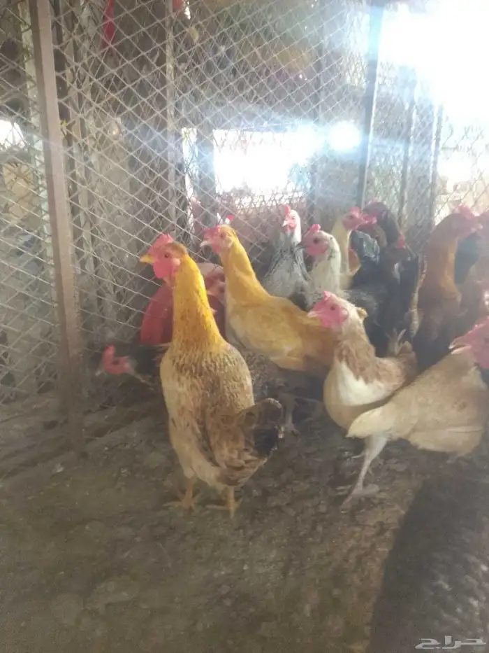 دجاج بلدي بياض 0