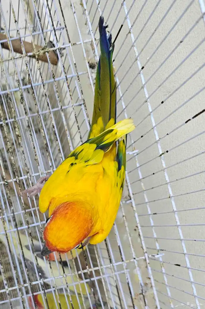 ذكر صن كنيور 6