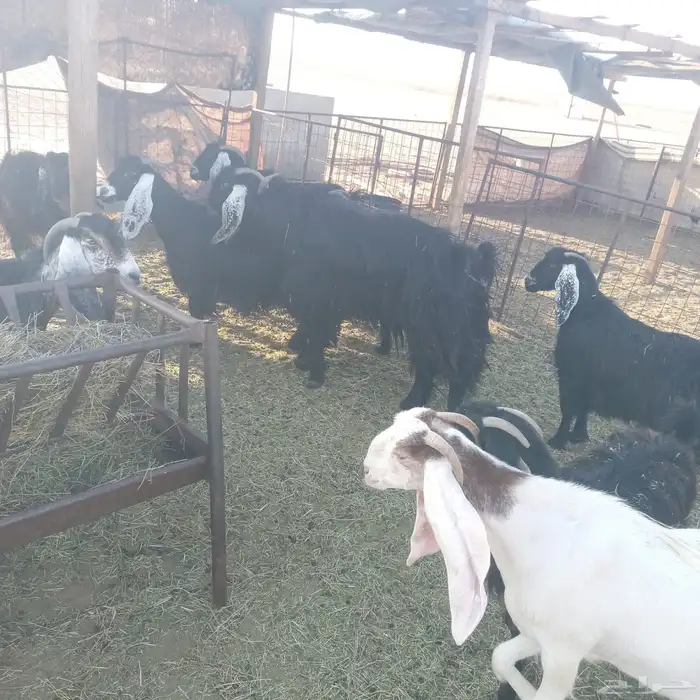 معزا ديره جبرات وصغار 7