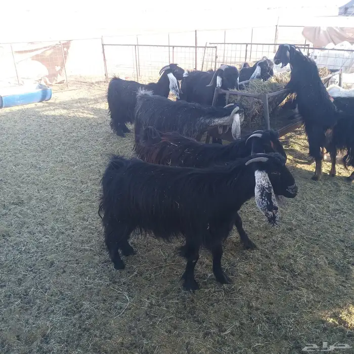 معزا ديره جبرات وصغار 6