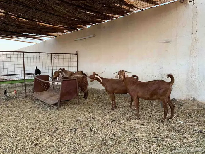 للبيع معزا ولد جنوبيات دهم 2