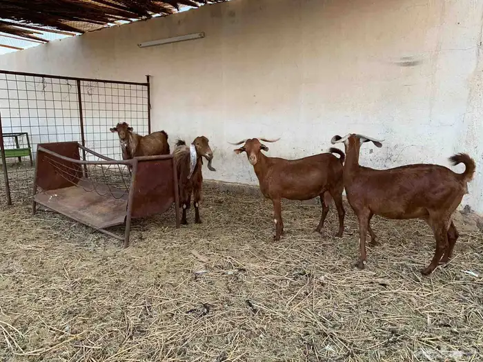 للبيع معزا ولد جنوبيات دهم 4