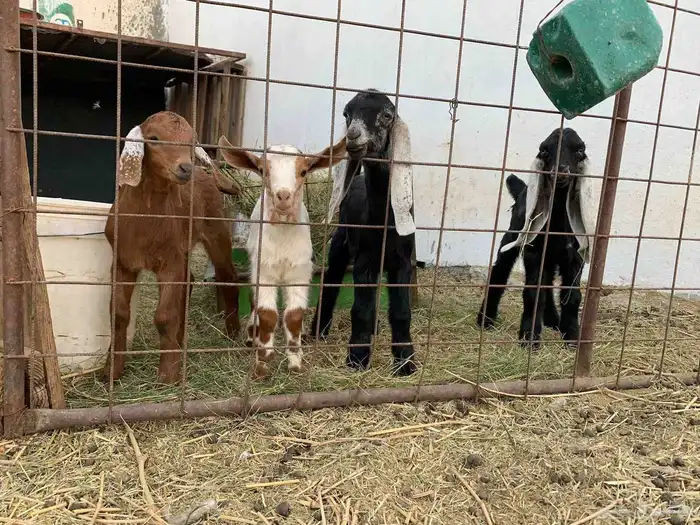 للبيع معزا ولد جنوبيات دهم 5