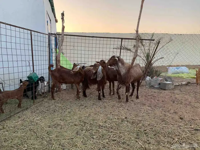 للبيع معزا ولد جنوبيات دهم 1