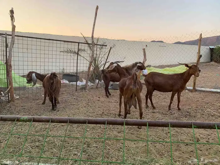 للبيع معزا ولد جنوبيات دهم 3