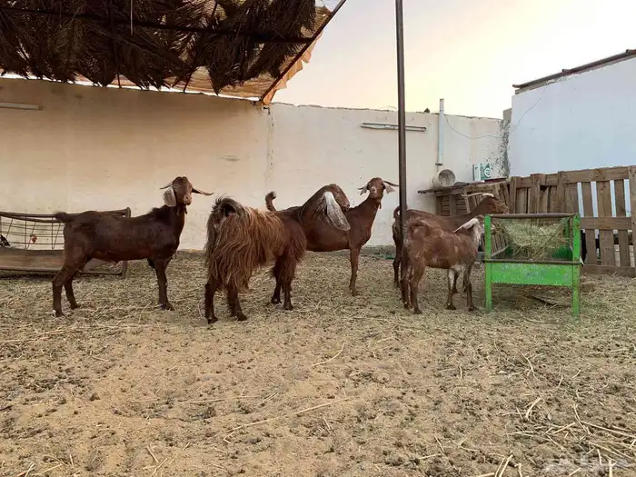 للبيع معزا ولد جنوبيات دهم 0