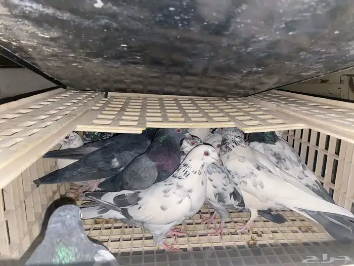 حمام باكستاني 0