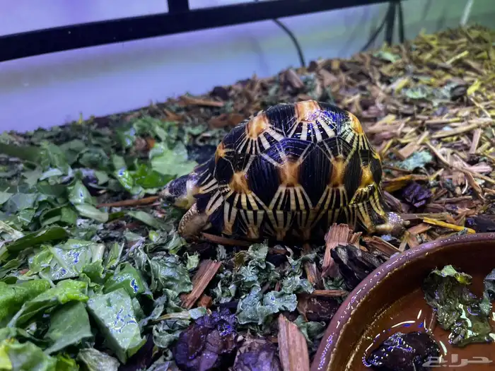 سلاحفه المشعه من النوادر 0