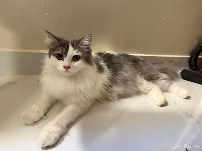 قطة شيرازي لتبني 3