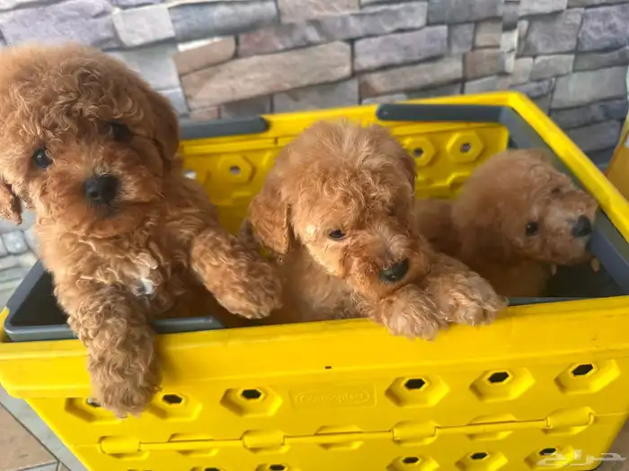 للبيع توي بودل جراوي بيور والاهالي مستوردين 1