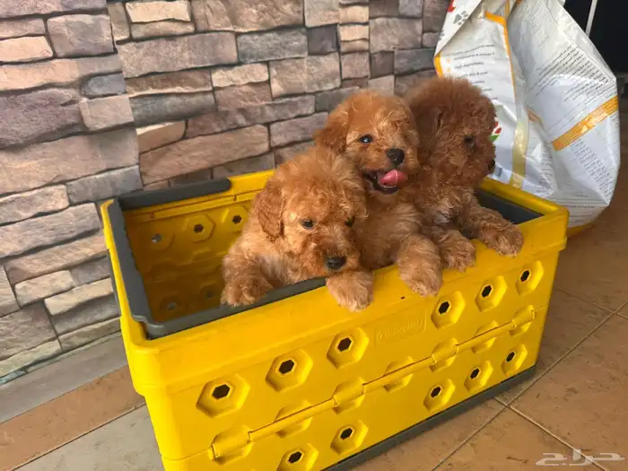 للبيع توي بودل جراوي بيور والاهالي مستوردين 0