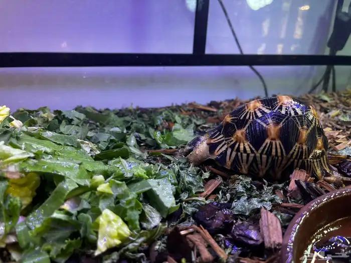 سلاحفه المشعه من النوادر 1