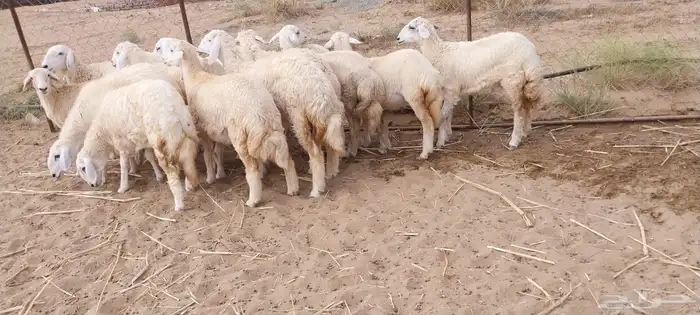 رخال حريه ( تم البيع ) 1