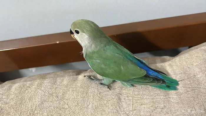 روز للبيع العمر من شهر ونص إلى شهرين الجنس غير معروف الموقع 0