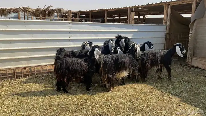 ماعز عوارض دفيع شرط 5