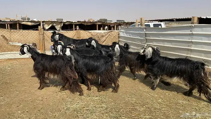 ماعز عوارض دفيع شرط 0