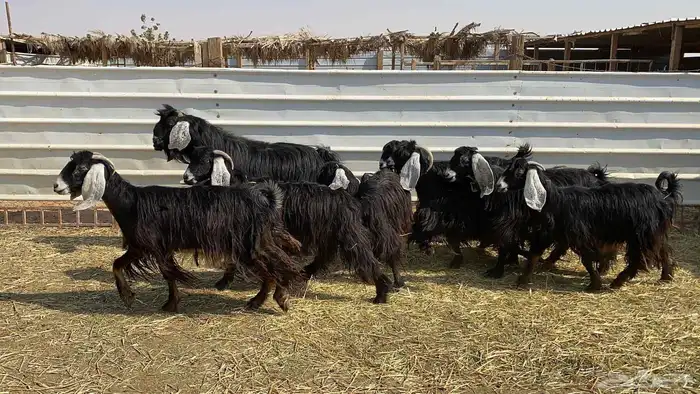 ماعز عوارض دفيع شرط 4