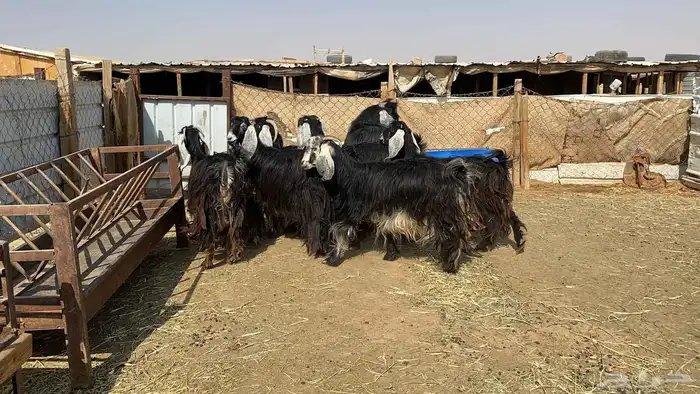 ماعز عوارض دفيع شرط 1