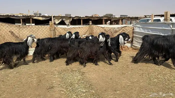 ماعز عوارض دفيع شرط 3