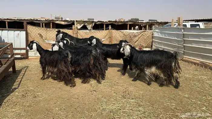 ماعز عوارض دفيع شرط 2