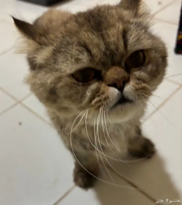 قط وجدته في حديقة الحمراء 3
