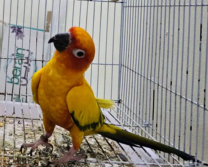 ذكر صن كنيور 7