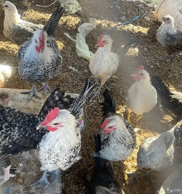 دجاج فيومي 2