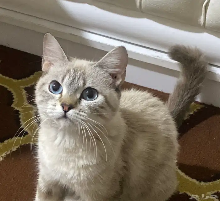 قطه انثى للتبنى 1