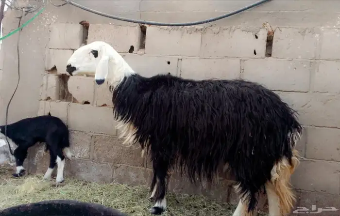 نعاجه والد 1