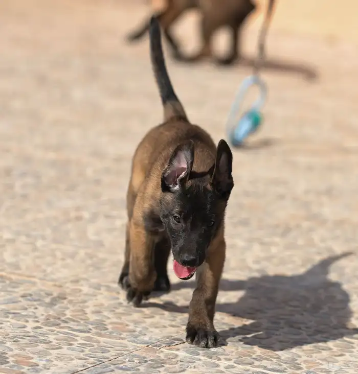 جراوي مالينو مستويات مميزه 6