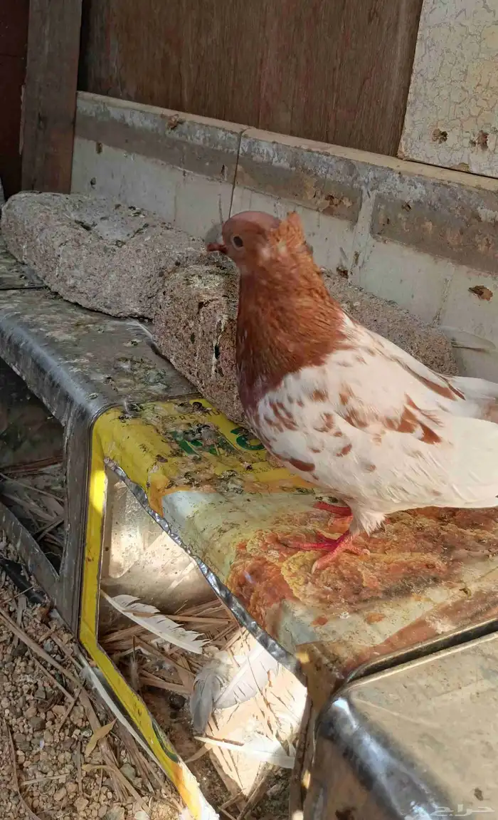 للبيع حمام ايراني 0