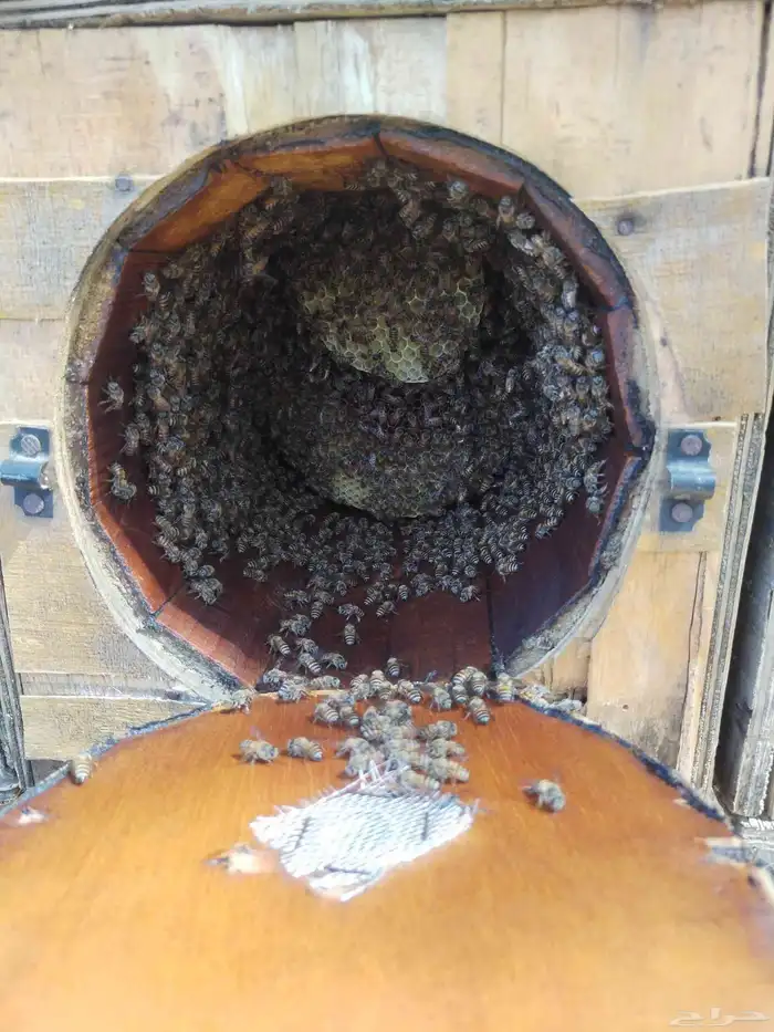 نحل للبيع قوي ويشه 3