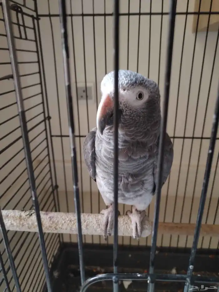 ببغاء كاسكو غيني 2