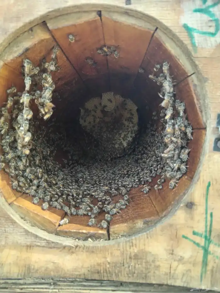 نحل للبيع قوي ويشه 4