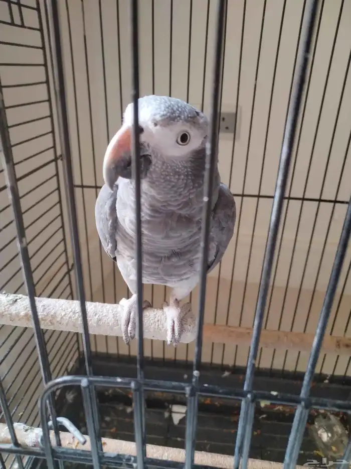 ببغاء كاسكو غيني 1