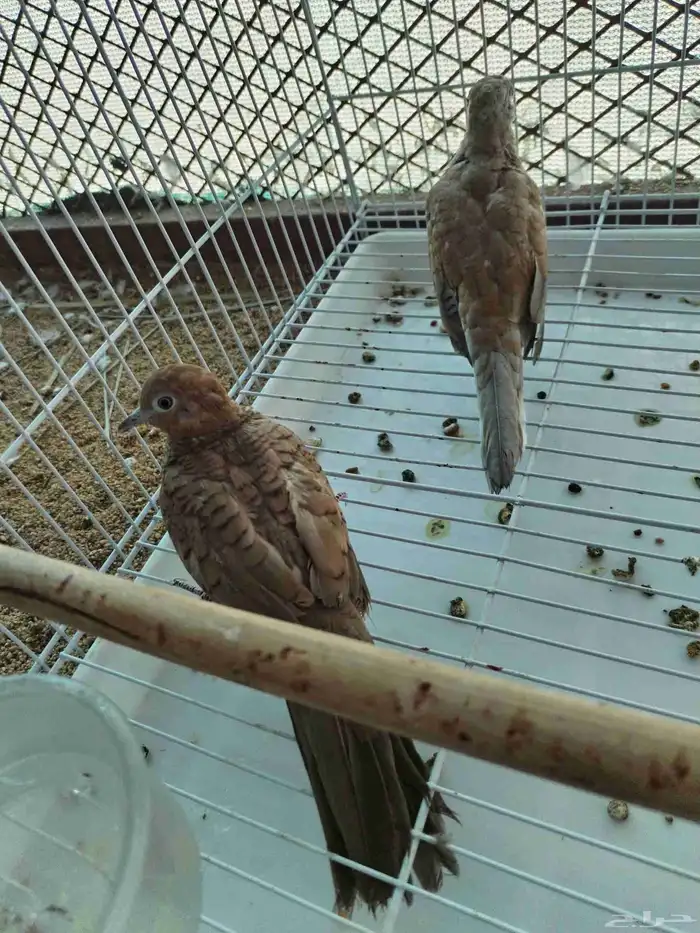 جوز زبرا دوف محلل بشهايد 0