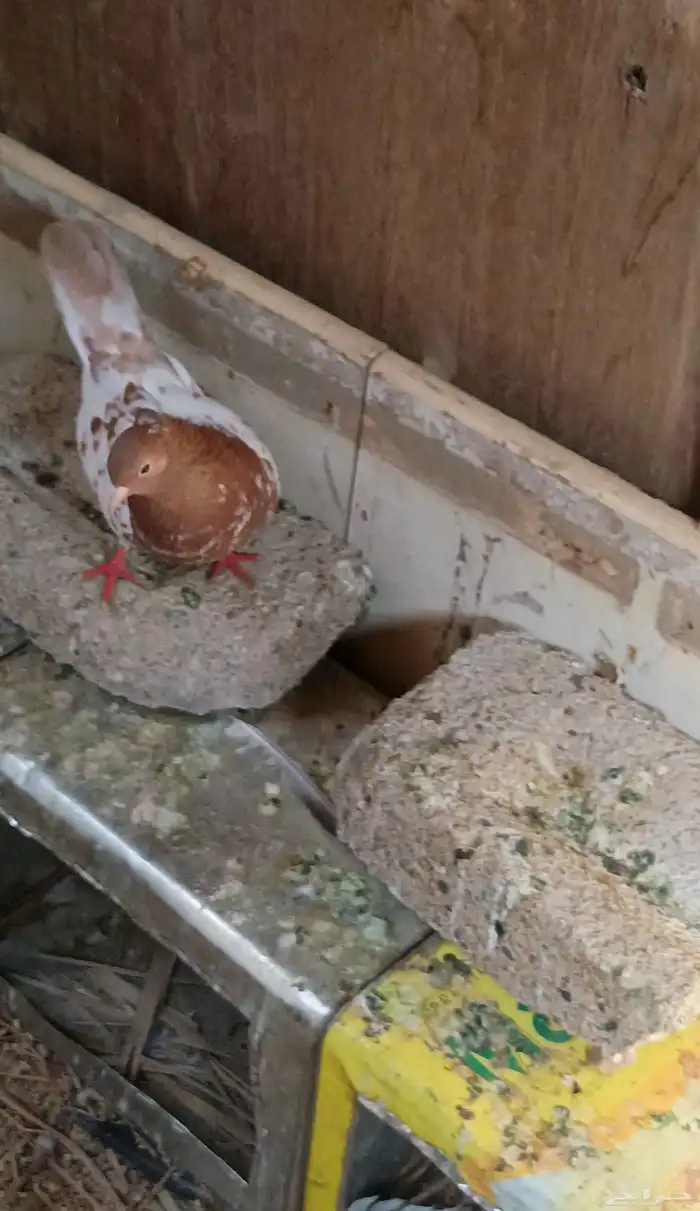 للبيع حمام ايراني 1