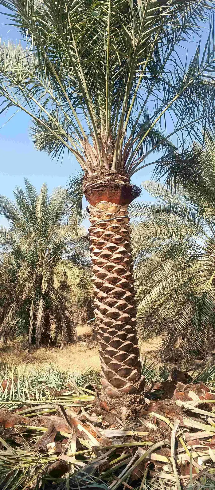 بيع نخل 3 متر تكريب حلال 0