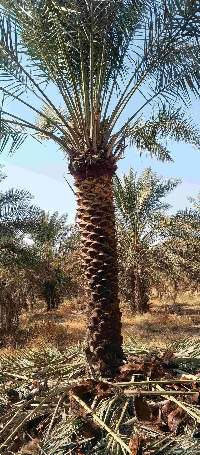 بيع نخل 3 متر تكريب حلال 1