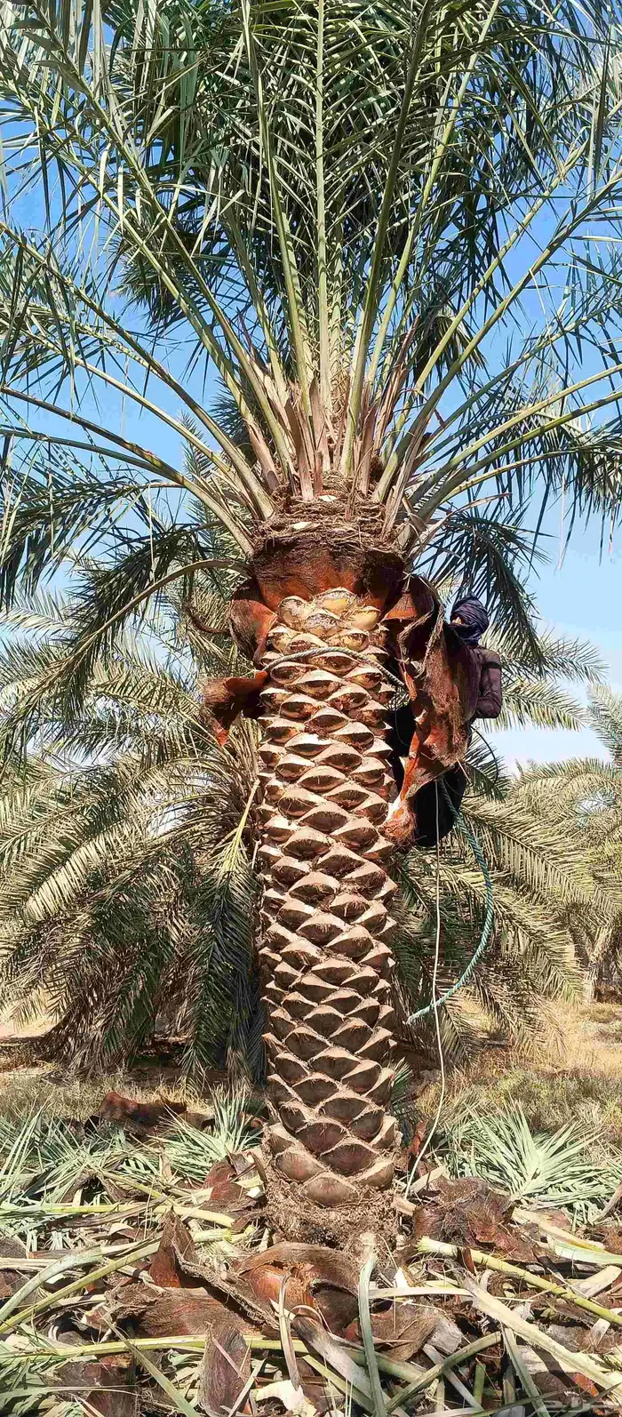 بيع نخل 3 متر تكريب حلال 2