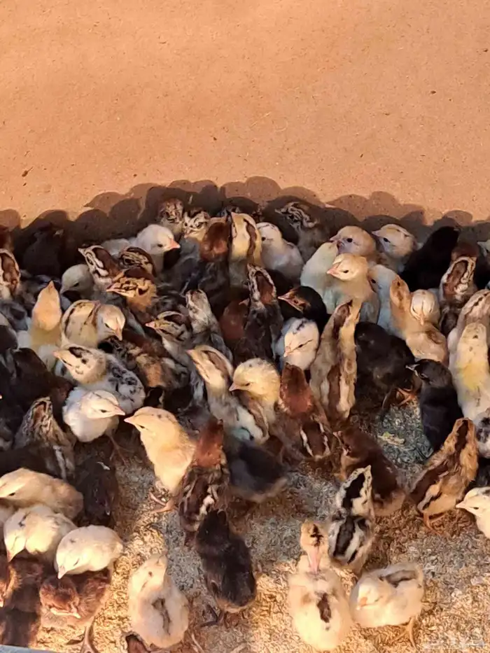 صوص بلدي وفيومي محصن جاهز 1